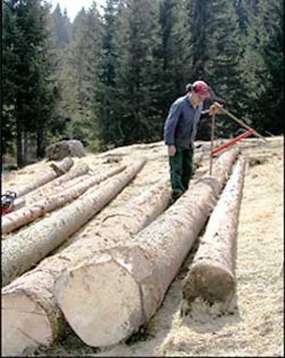 Kleinprivatwaldbesitzer beim Holz vermessen