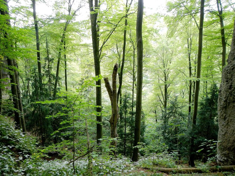 mixed deciduous–coniferous forest