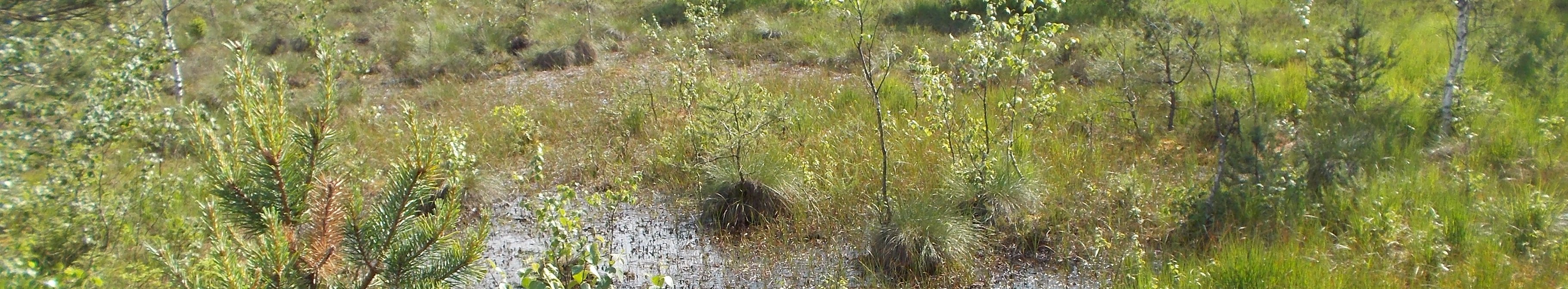 Lichter Moorwald mit jungen Kiefern und Birken, feuchten, teilweise wassergefüllten Senken und dichter moortypischer Vegetation; im Hintergrund bewaldete Hügel.