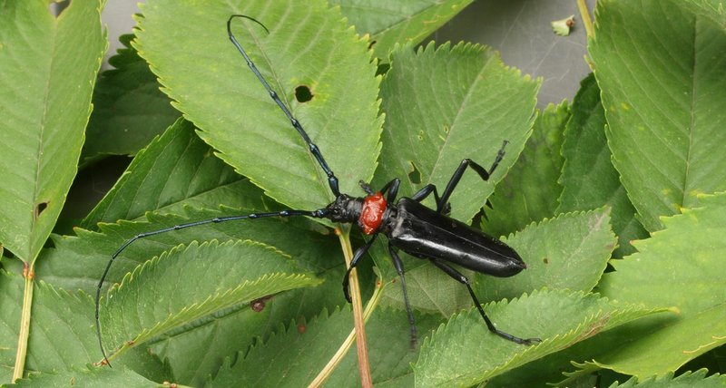 länglicher schwarzer Käfer mit langen Fühlern und einem roten Hals