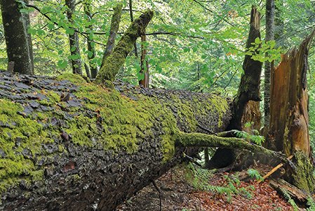 Totholz im Wald