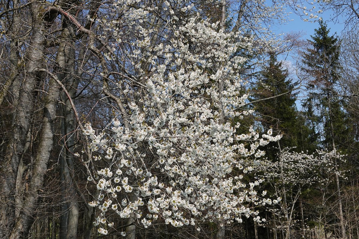 cerisier (Prunus avium)