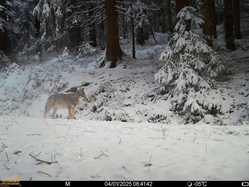 Wolfsrüde GW2672m. © FVA BW Wildtiermonitoring