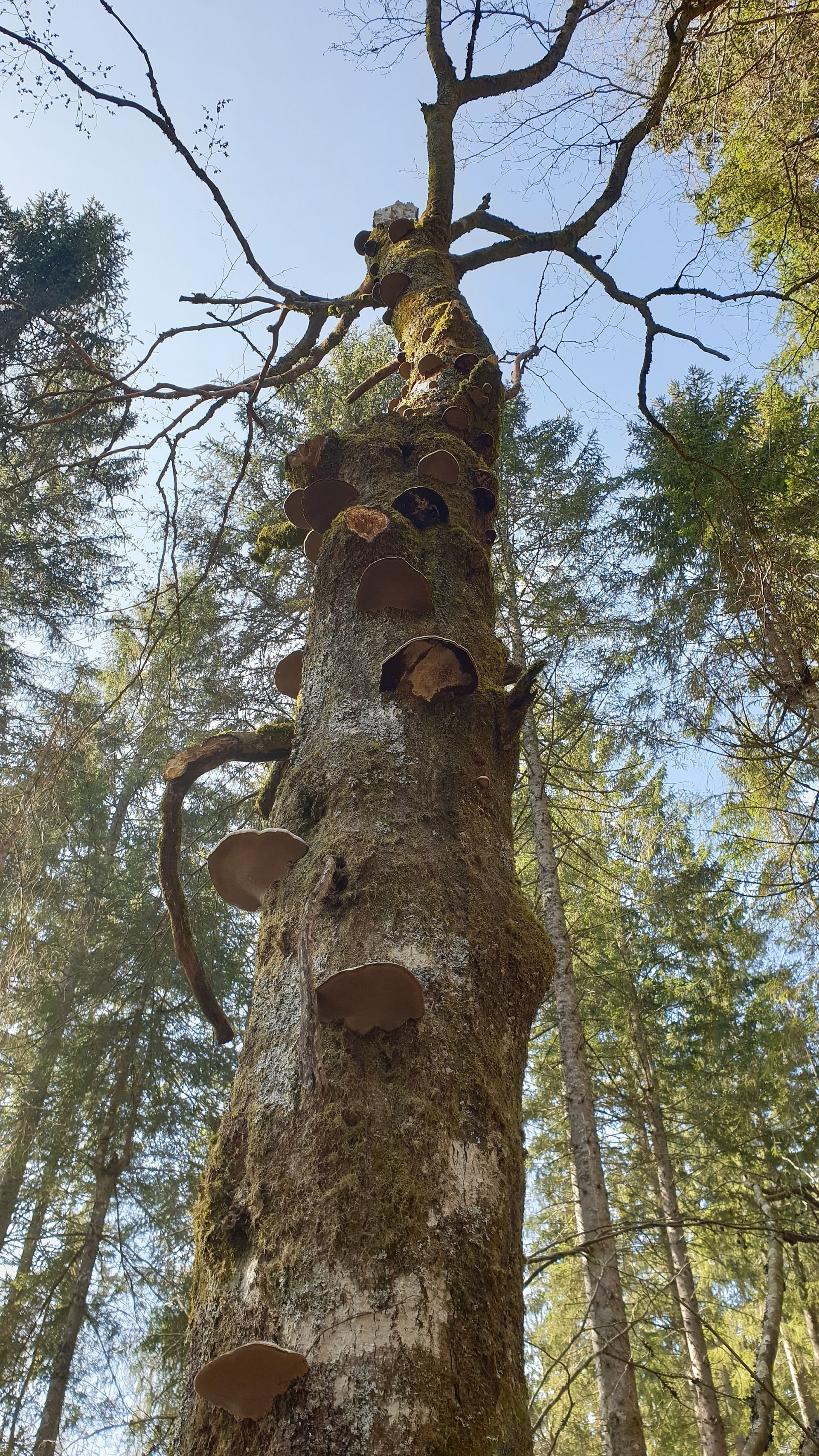 Mikrohabitate: Der ökologische Wert lebender und toter Bäume im Schwarzwald