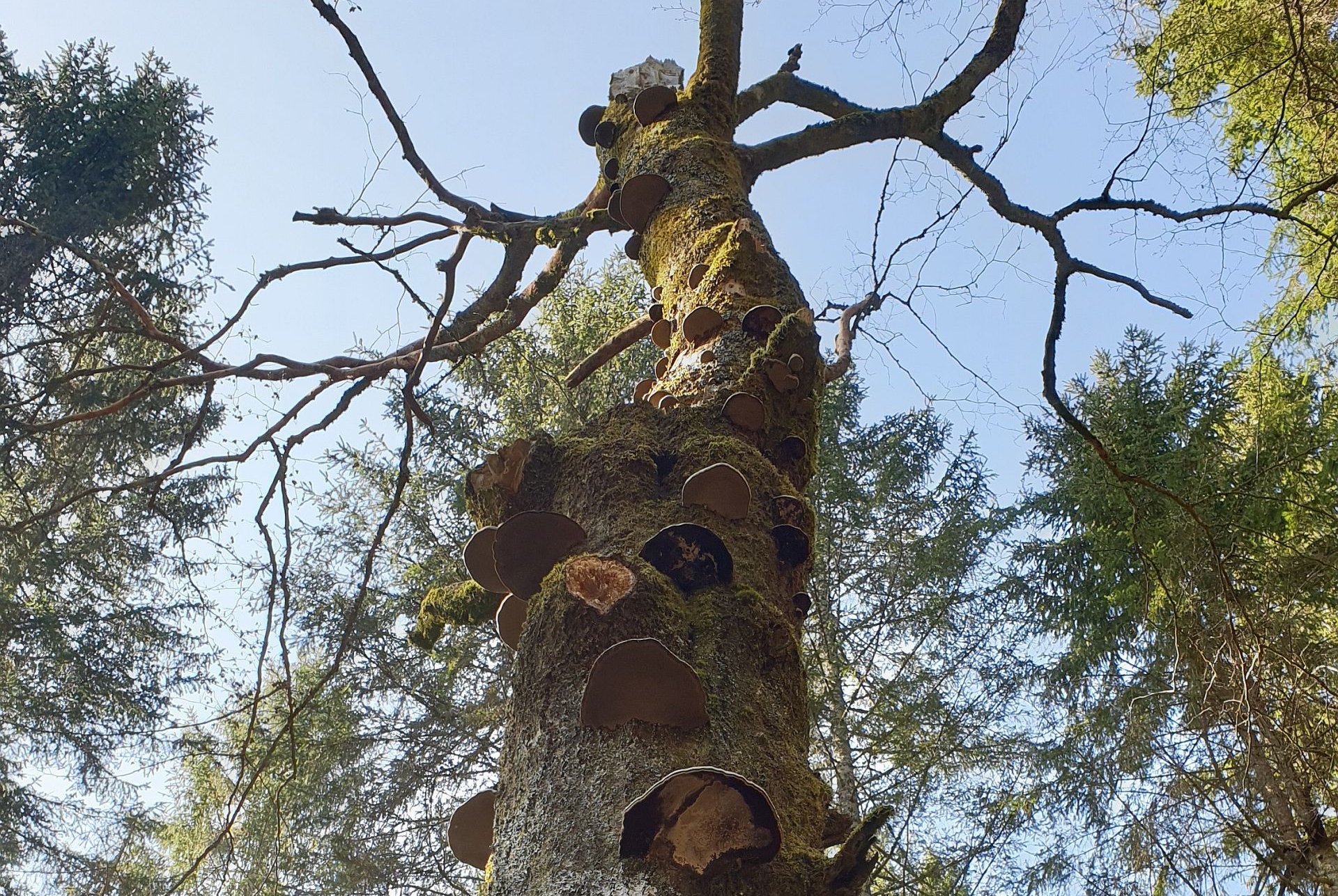 Mikrohabitate an einem abgestorbenen Laubbaum (Foto: Andreea Spînu)