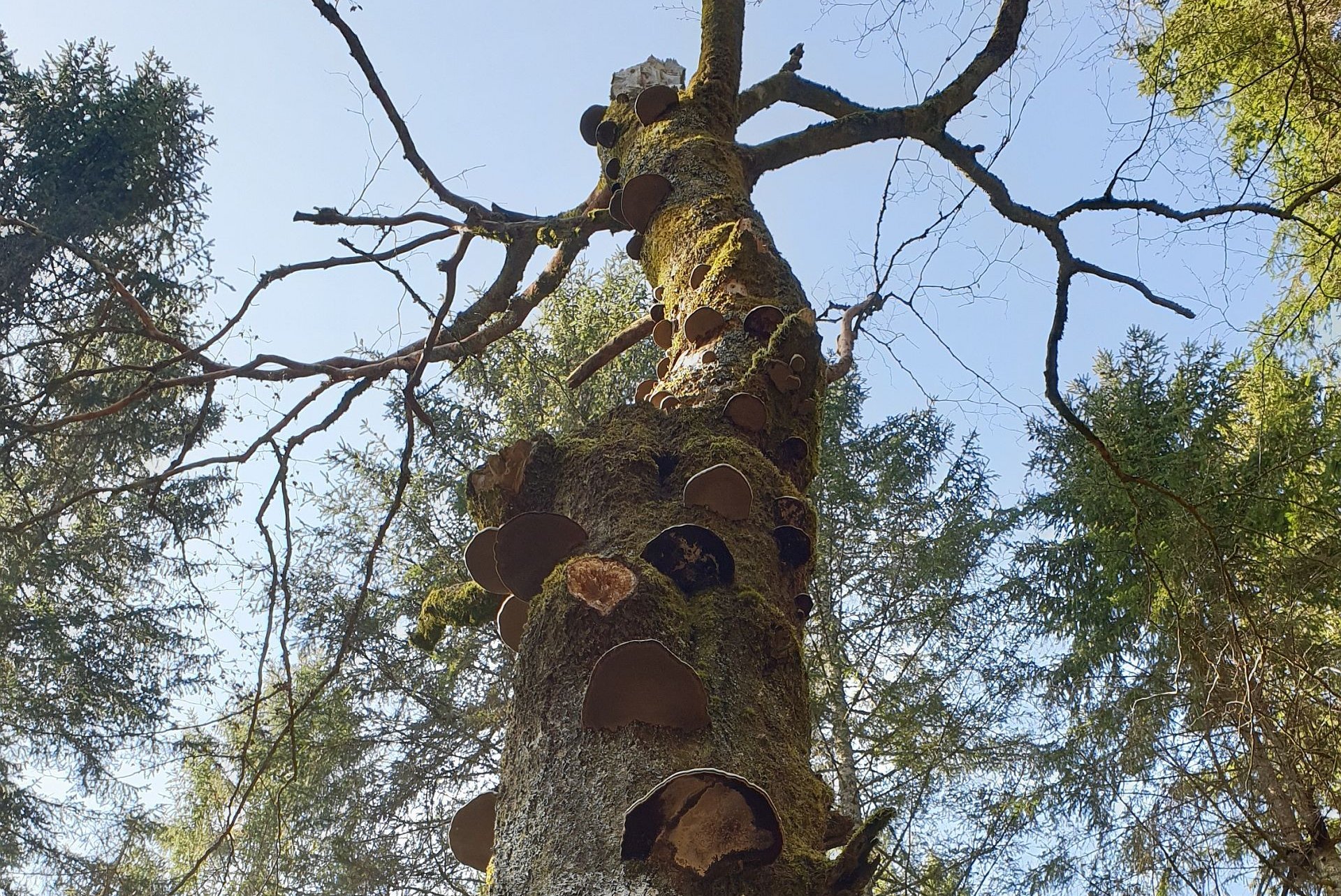 Mikrohabitate an einem abgestorbenen Laubbaum (Foto: Andreea Spînu)