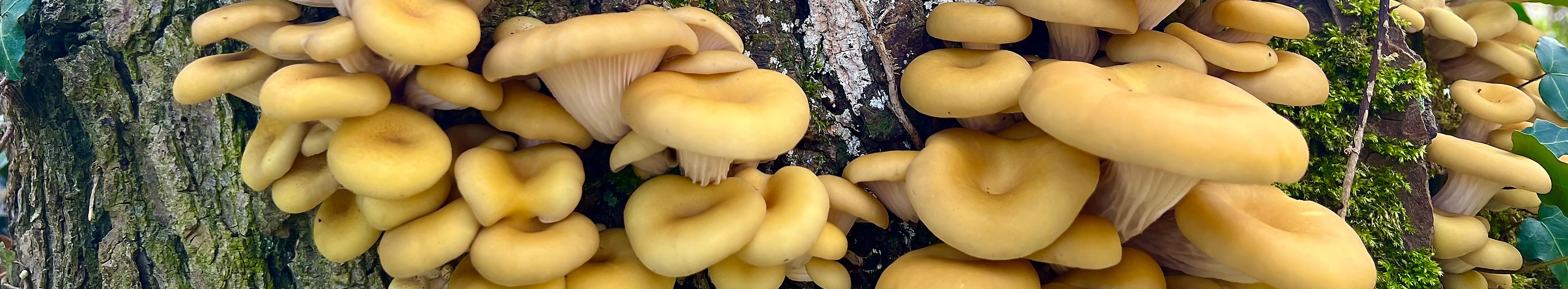 Der Zitronenseitling und die Risiken verwilderter Zuchtpilze