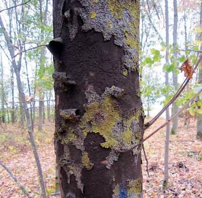 sycamore with flaking bark and spore deposits