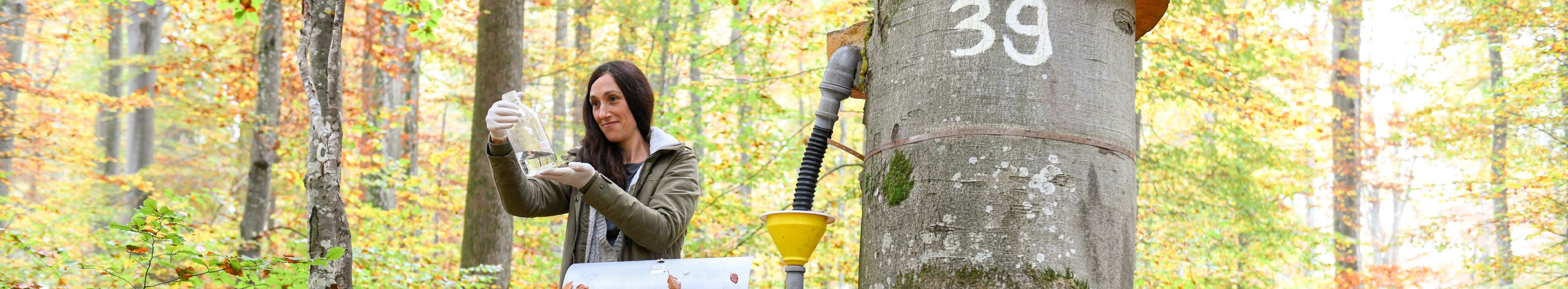 Probenehmerin Maria Militzer gewinnt eine Wasserproben des Stammablaufs einer Buchen an der Waldklimastation Freising für die spätere Laboranalyse. Dazu ist am Stamm der Buche eine Ablaufrinne angebracht, von der das Wasser in einen silbernen Sammelbehälter geleitet wird, aus dem sie das Probegefäß herausholt.