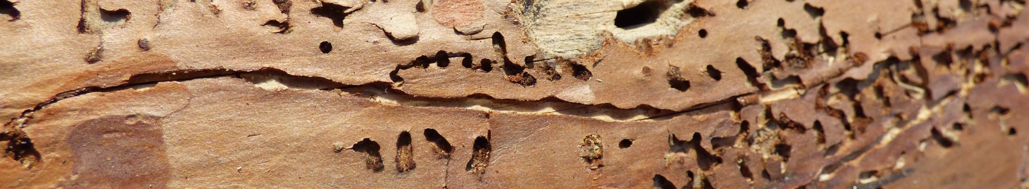 Fraßbild an Kieferstamm