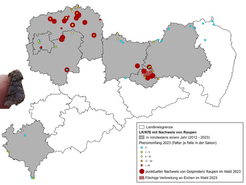  Karte Eichenprozessionsspinners in Sachsen 2023
