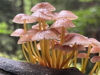 Pilze, die aus Totholz sprießen.