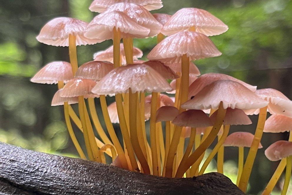 Nahaufnahme von Pilzen, die aus Totholz sprießen