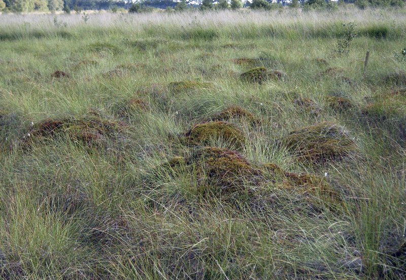 Bult-Schlenken-Komplex in einem regenerierenden Hochmoor in Nordwestdeutschland. Bulten und wassergefüllte Schlenken bilden ein kleinräumiges Mosaik unterschiedlicher Lebensräume.