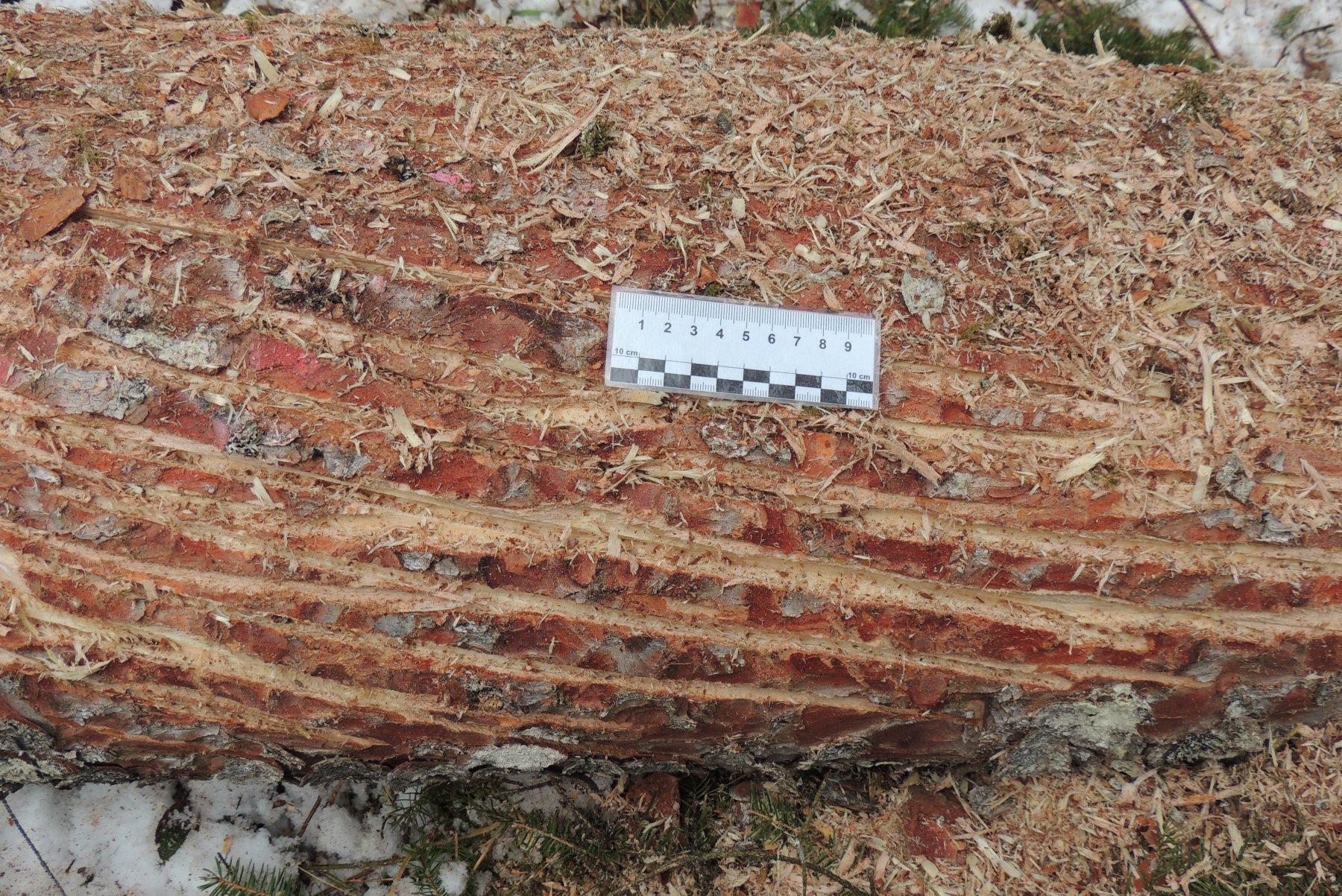 Ansicht der charakteristischen Kerben in der Fichtenrinde, die beim Rindenritzen entstehen