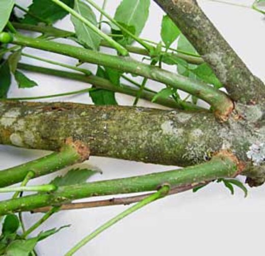 was-tun-wenn-die-eschen-sterben-waldwissen