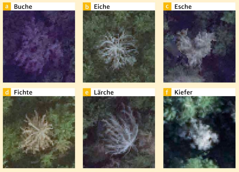 abgestorbenen Kronen ausgewählter Baumarten