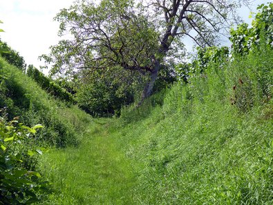 Die meisten „Wälder“ waren 1790 Rebflächen, Äcker, Wiesen oder Obstbaumareale – wie diese Fläche bei Wasenweiler