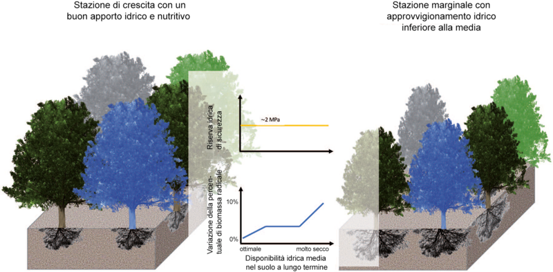 Diagramma di confronto con gli alberi - a sinistra con chiome rigogliose e biomassa radicale relativamente bassa, a destra al contrario