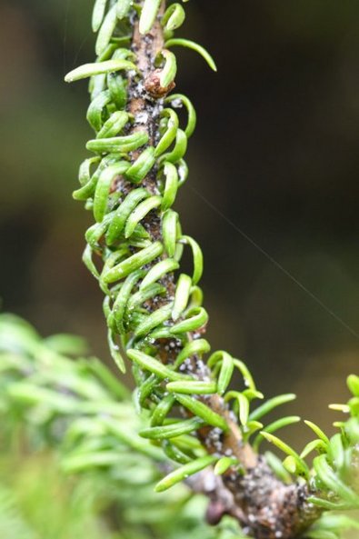 Kleine blaue Häufchenan (Tannentrieblaus mit Wachswollausscheidung) auf einem Weißtannenast. Die Nadeln sind stark gekrümmt.