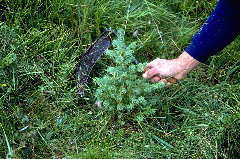Pflege einer jungen Fichte