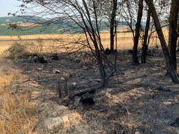 Verkohlter, strukturarm ausgeprägter Waldrand auf der Brandfläche – fehlende Bestandsstruktur begünstigt hier das Übergreifen von Feuer auf den Wald.