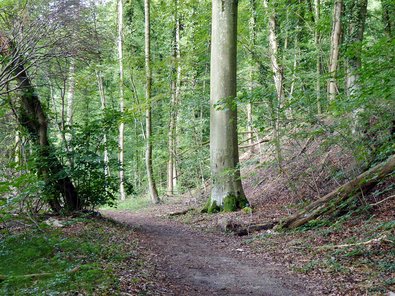 Wanderweg mit Ackerterrasse, im Sommer aufgenommen. 