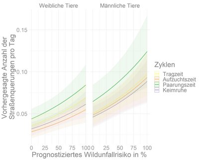 Zusammenhang von Straßenüberquerungen und Unfallrisiko von Rehen während biologischen Zyklen
