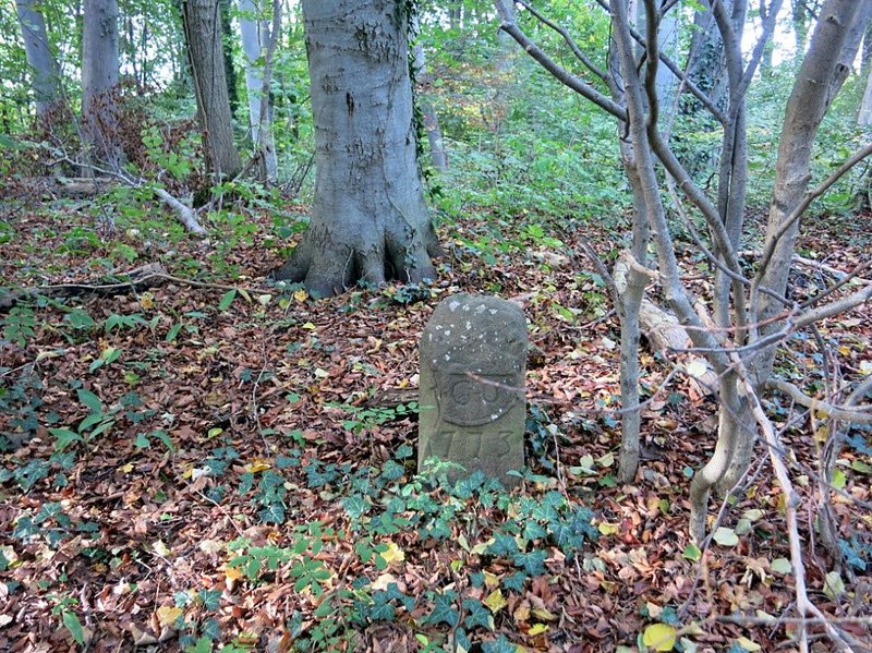 Alter Buchen-Eichenwald am Wanderweg Mondhalde (vgl. Abb. 3) – Nach 1790 auf baumlosem Gelände aufgeforstet. © H. Volk