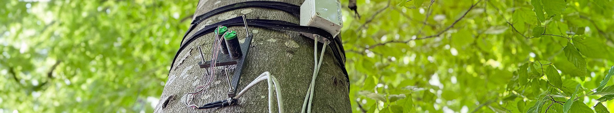 Punktdendrometer auf LWF-Testfläche