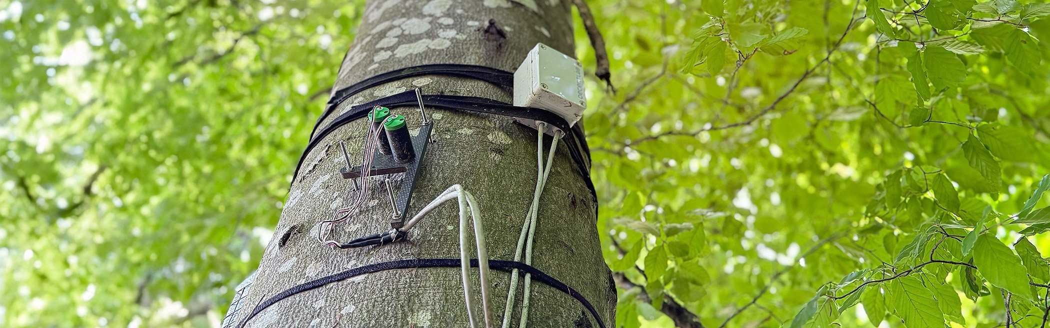 Wachstum, Wasser, Warnsignale – Echtzeitdaten für den Wald im Klimastress 1 Wachstum, Wasser, Warnsignale – Echtzeitdaten für den Wald im Klimastress