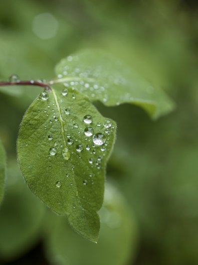 Feuille