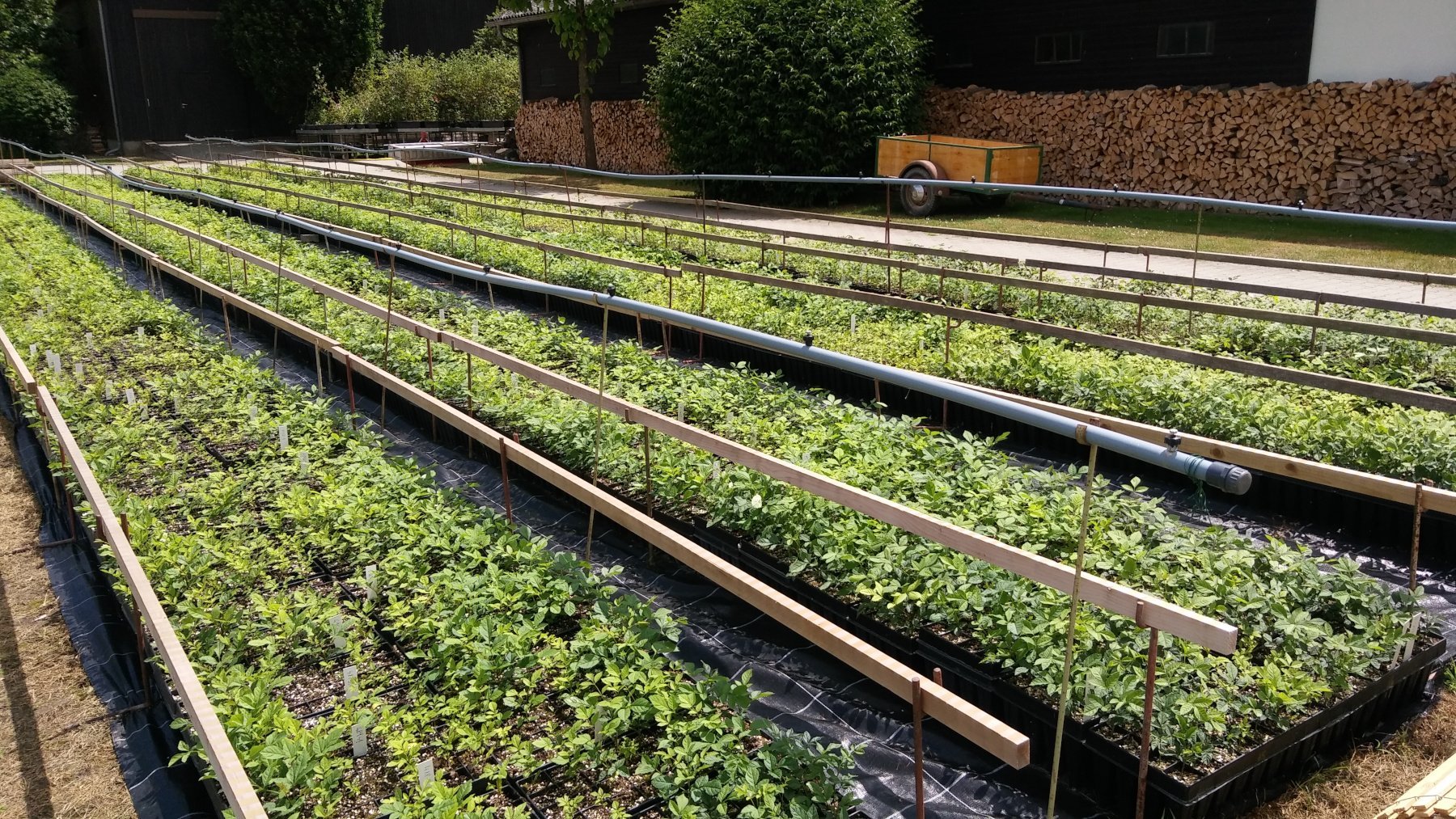 Waldumbau und Forstbaumschulen – ein Erfolgsmodell? 1 Waldumbau und Forstbaumschulen – ein Erfolgsmodell?