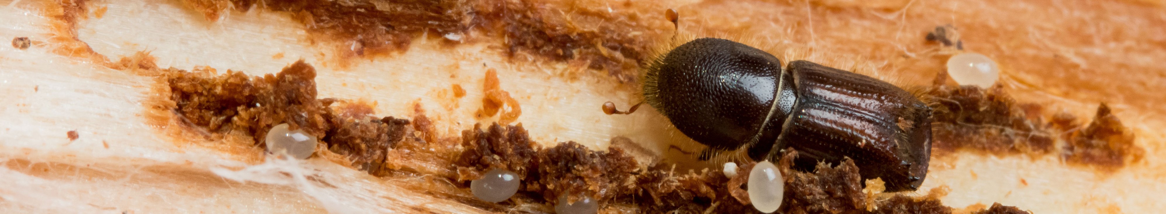 Kleiner brauner Käfer auf hellem Nadelholz.