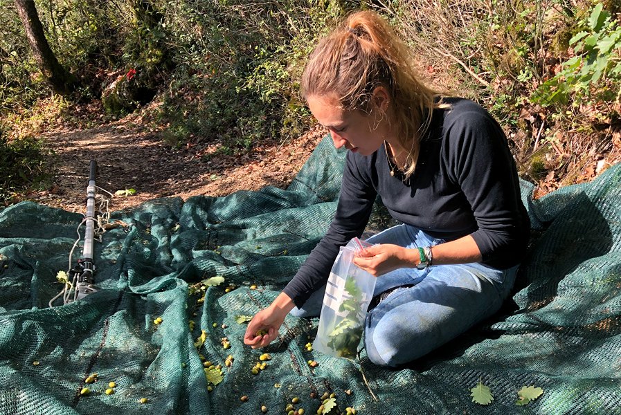 Genetische Vielfalt bei Eichen-Saatgut Genetische Vielfalt bei Eichen-Saatgut