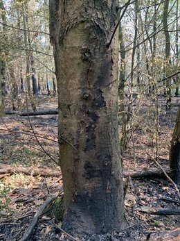 Verkohlter Stammfuß eines Ahorns auf der Brandfläche; die Art war hier bereits vor dem Brand von der Rußrindenkrankheit betroffen und stellt ein zusätzliches Risiko für Einsatzkräfte dar.