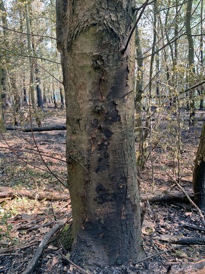 Verkohlter Stammfuß eines Ahorns; die Art war hier bereits vor dem Brand von der Rußrindenkrankheit betroffen und stellt ein zusätzliches Risiko für Einsatzkräfte dar.