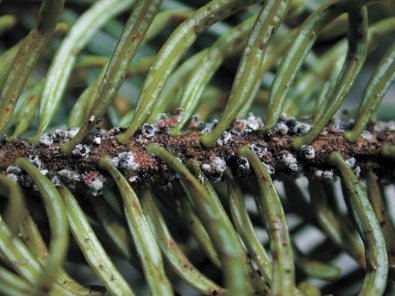 Tannentriebläuse mit Wachswolle in Großaufname