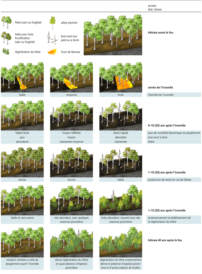 Représentation schématique de la dynamique du peuplement dans des hêtraies en fonction de la gravité du feu. Illustrations: Silvana Wölfle