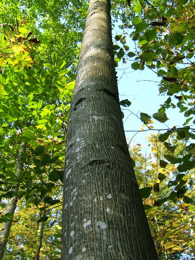 gerader Stamm mit relativ glatter, grauer Rinde