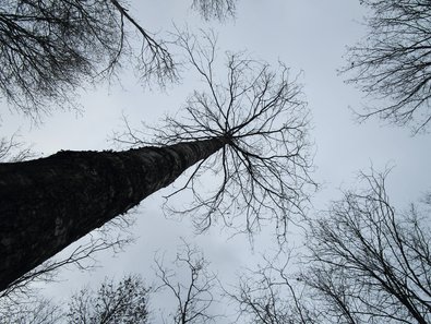 freigestellte Baumkrone