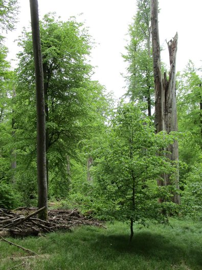 lichter Wald mit Totholz