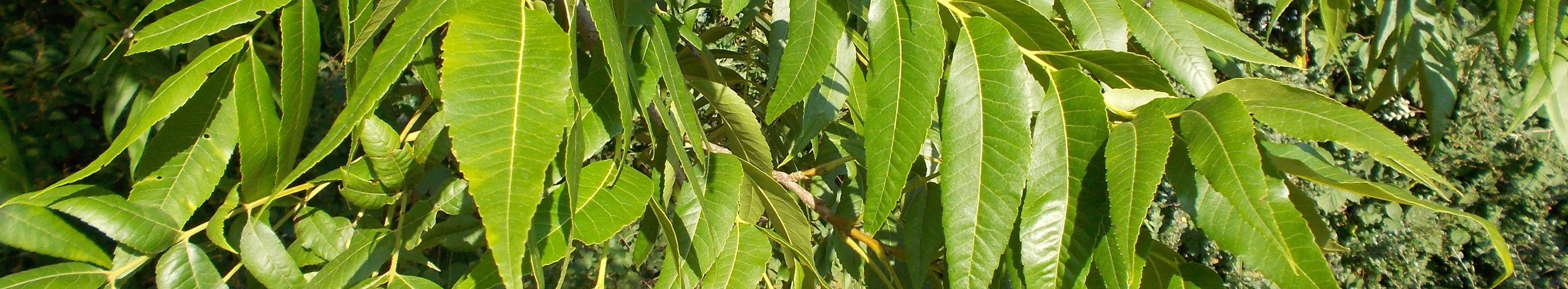 Baum mit gefiederten, länglichen Blättern