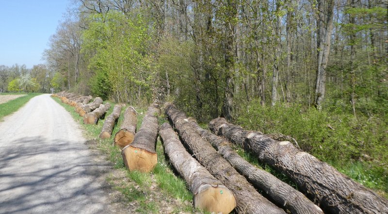 lange Holzstämme am Wegesrand