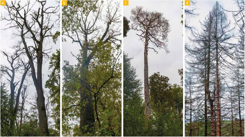 mehrere abgestorbene Bäume