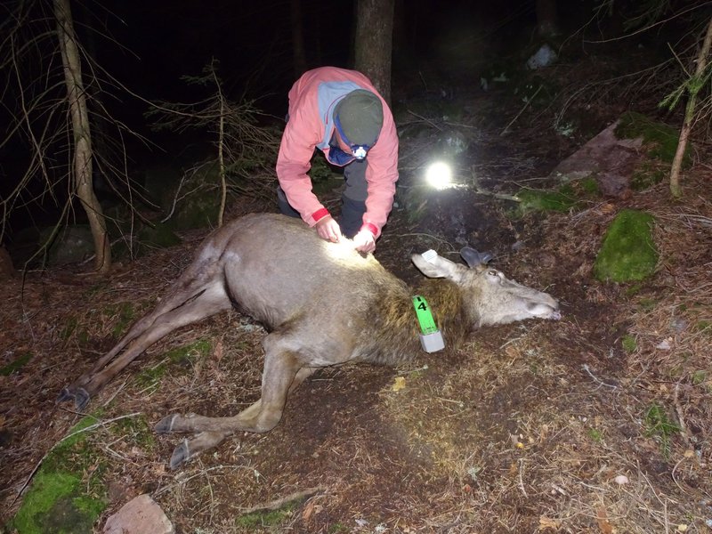 Abb. 1: Distanzimmobilisation Rothirsch „Fasnachtshirsch“. (Foto: T. Schaupp)
