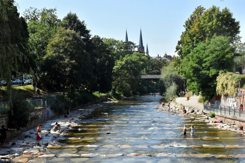 Stadtbäume entlang der Dreisam in Freiburg