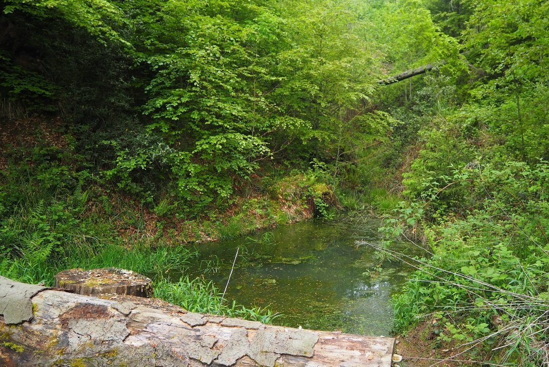 Rückhalte- und Versickerungsmaßnahme für die Abmilderung von Hochwasser und sommerlicher Bodentrockenheit (Stadtwald Herbolzheim)