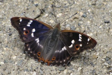 Brauner Schmetterling