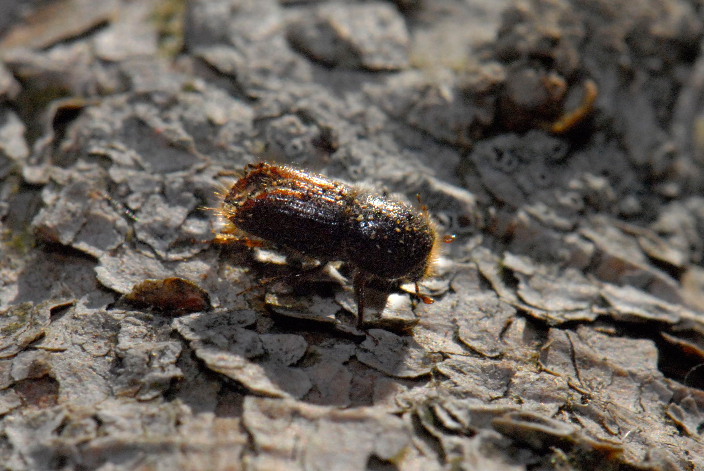 Kleiner brauner Käfer auf Fichtenrinde.